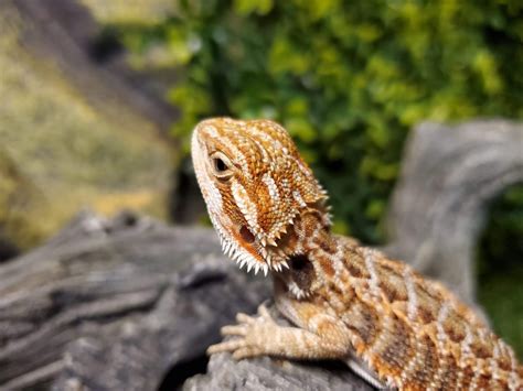 female bearded dragon for sale online|More.